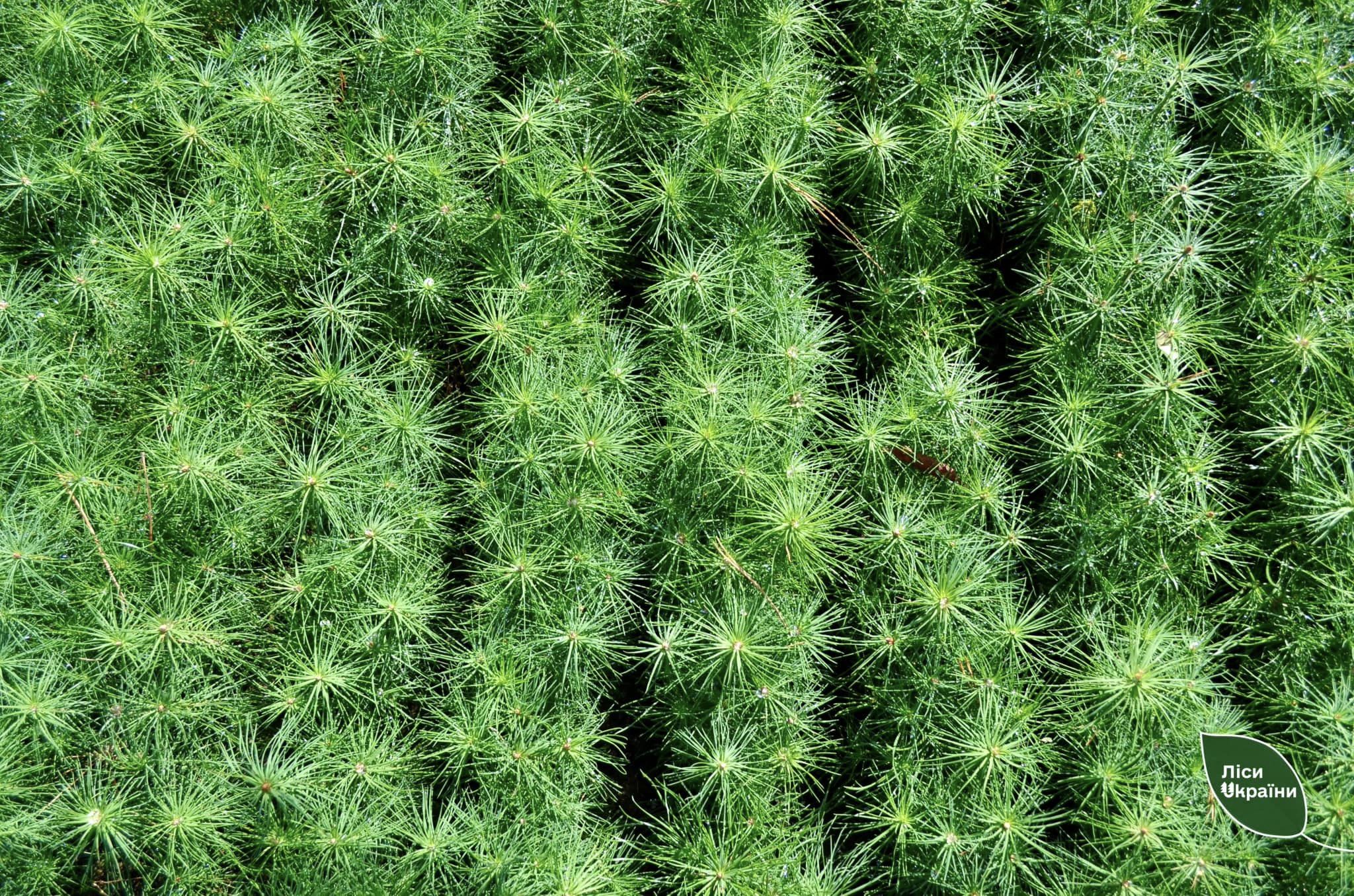 Лісівники Кіровоградщини почали висаджувати нові дерева