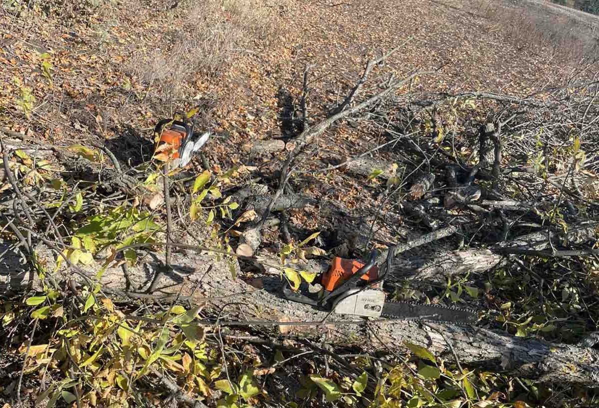 На Кіровоградщині зловмисники знищили дерев на майже 800 тисяч гривень