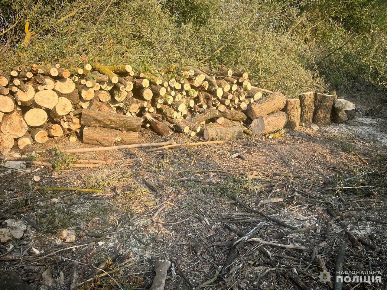 “Чорні лісоруби” з Кіровоградщини знищили дерев на понад два мільйони гривень
