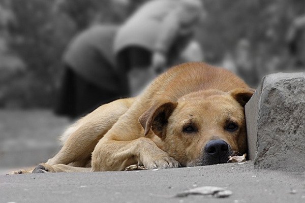 Жителів Кіровоградщини закликають допомогти безпритульним тваринам