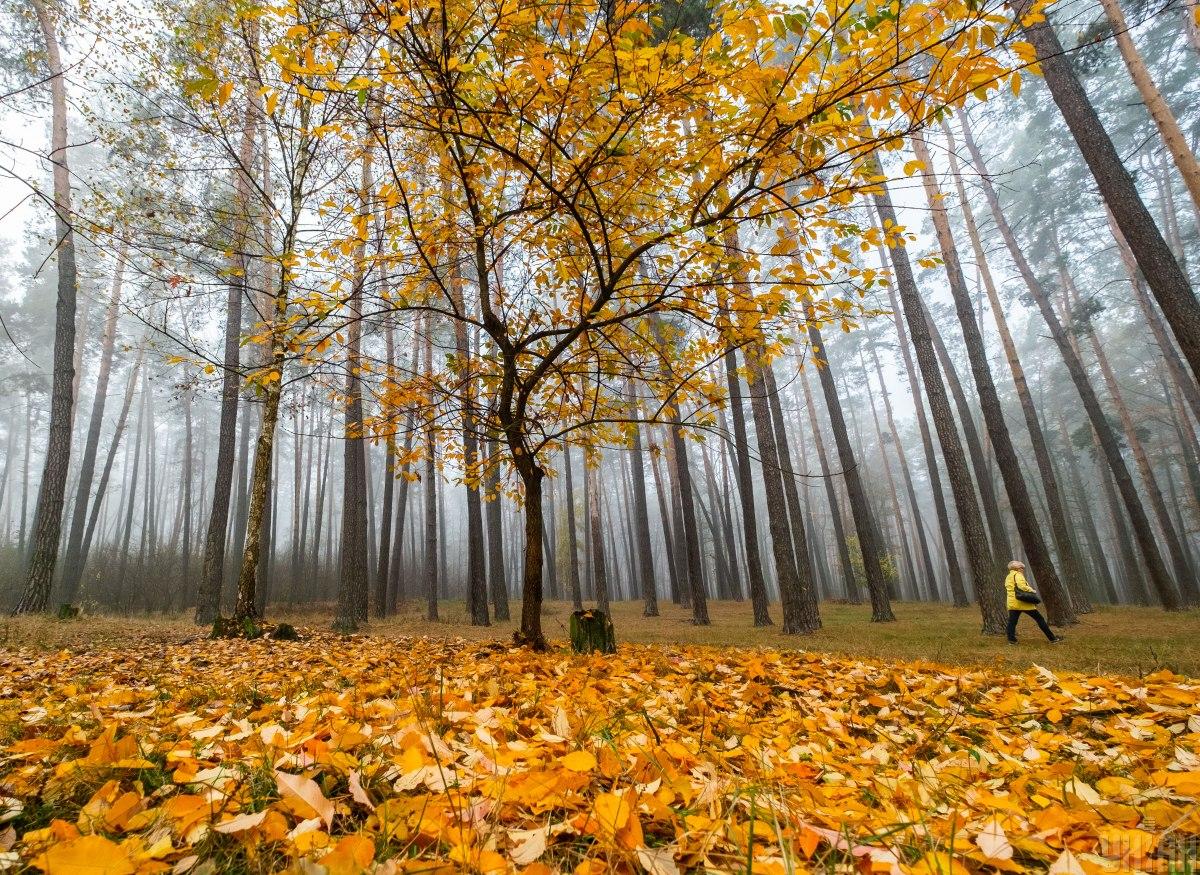 Прогноз погоди на 28 листопада по Кіровоградщині