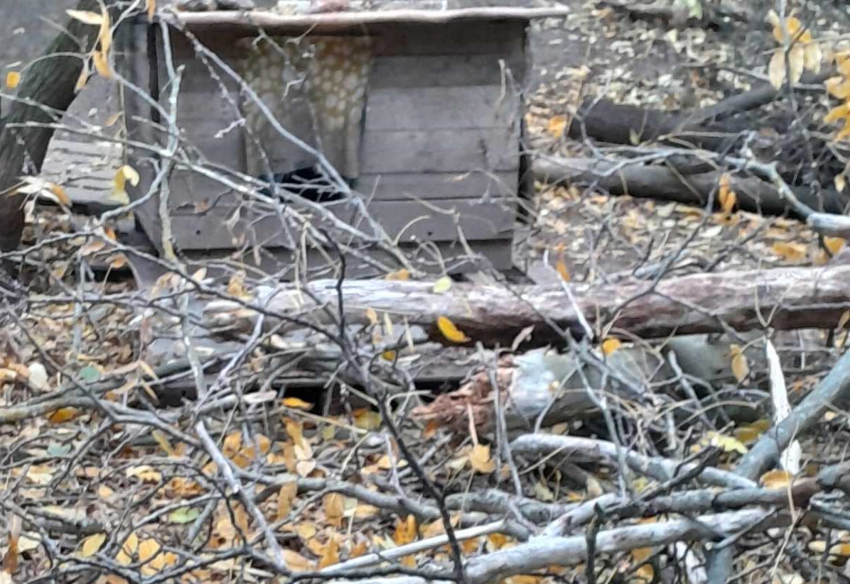 Кропивницький притулок для тварин постраждав через буревій