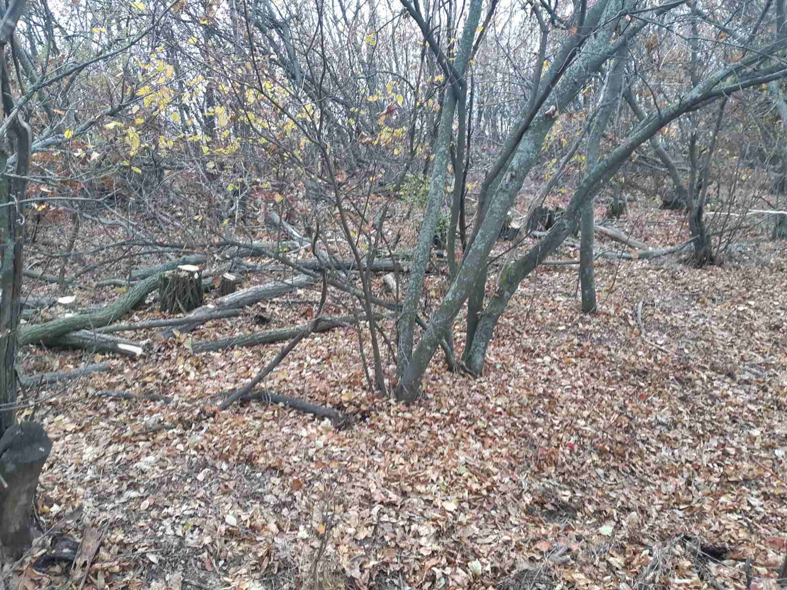 На Кіровоградщині знищили дерев на понад 100 тисяч гривень