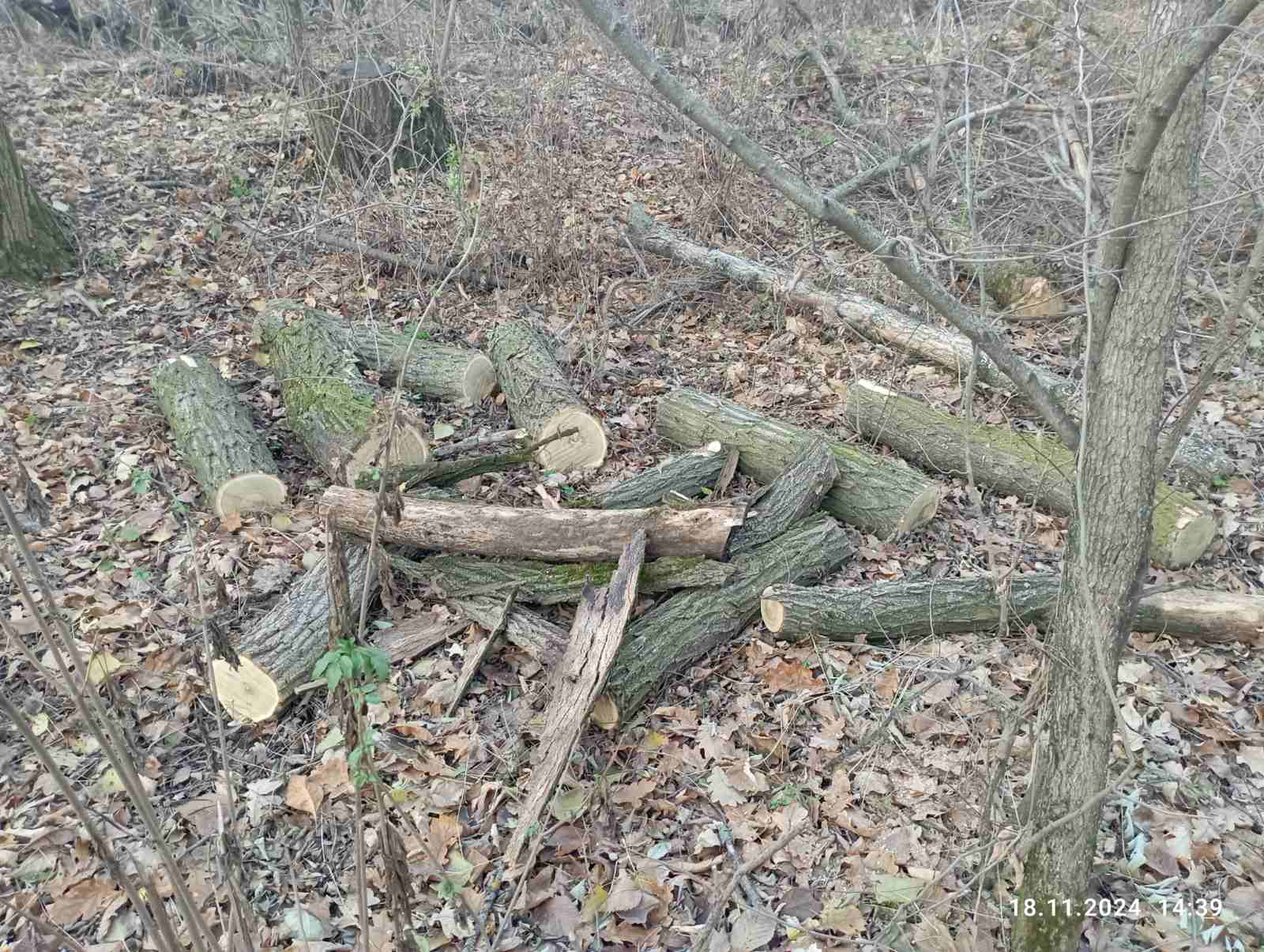 На Кіровоградщині чоловік хотів нарубати дрова, а отримав проблеми з законом