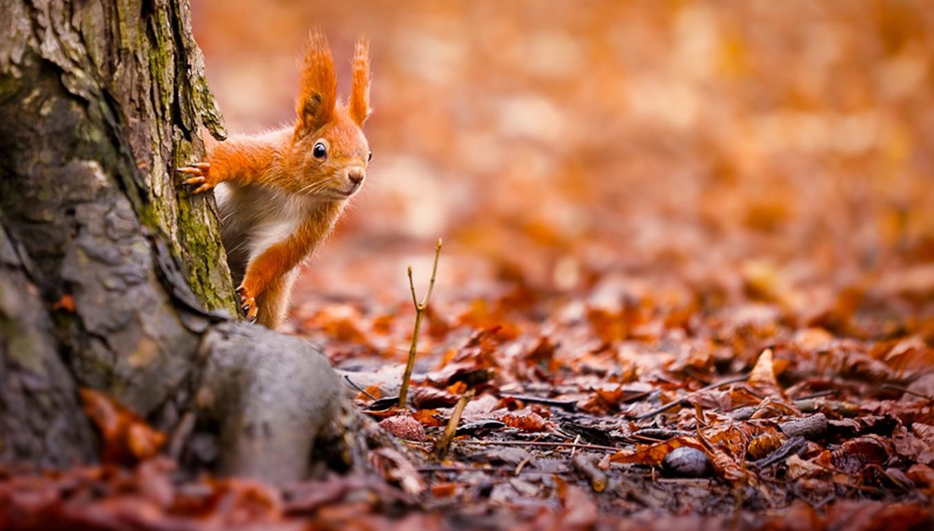 Прогноз погоди на 22 листопада по Кіровоградщині