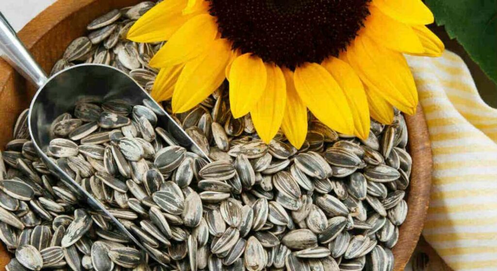 На Кіровоградщині керівник держпідприємства привласнив 236 тонн соняшнику