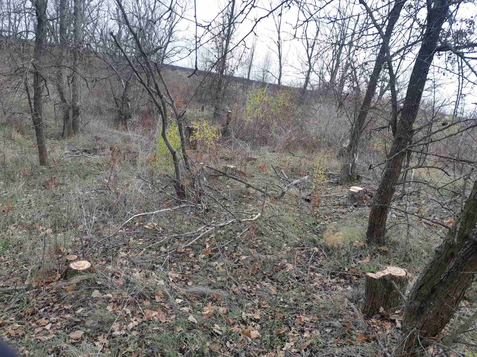 На Кіровоградщині “чорні лісоруби” знищили дерев на понад мільйон гривень