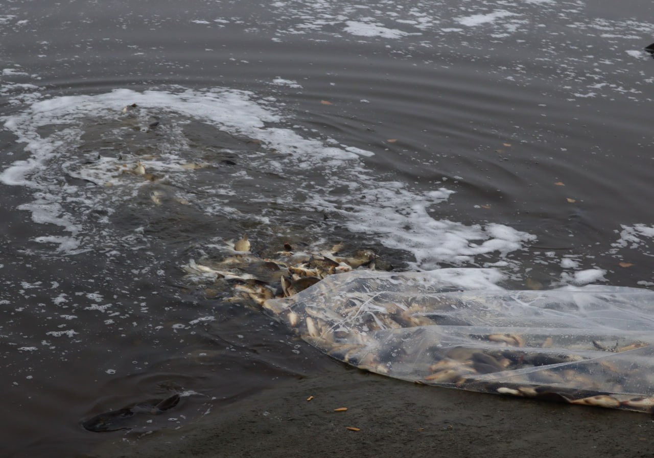 Майже двi тони риби запустили у Днiпро на Кiровоградщинi