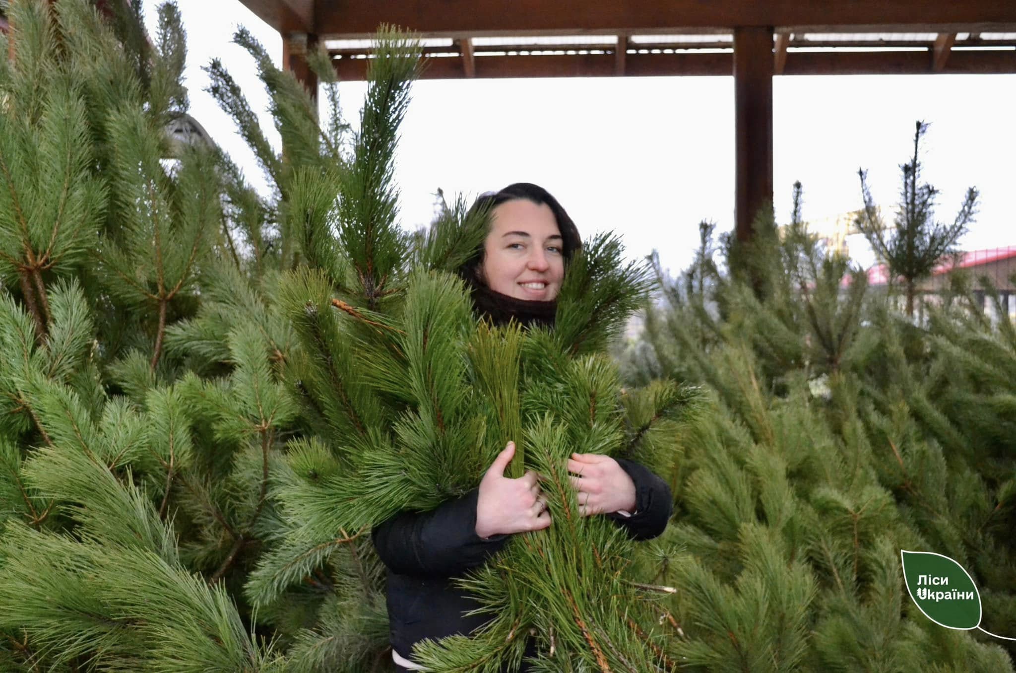 Лiсiвники продали майже сiм тисяч рiздвяних дерев