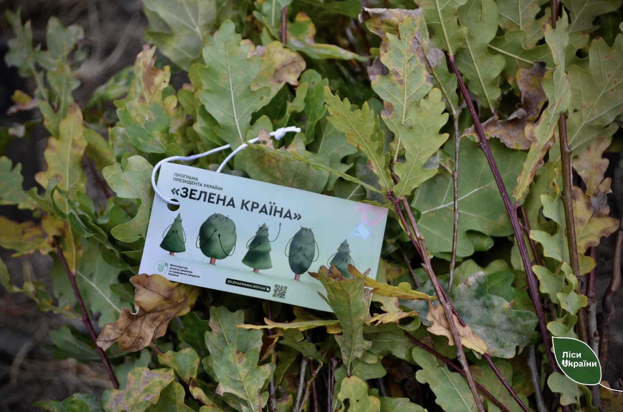 На Кiровоградщинi висадили сiянцi дуба та сосни