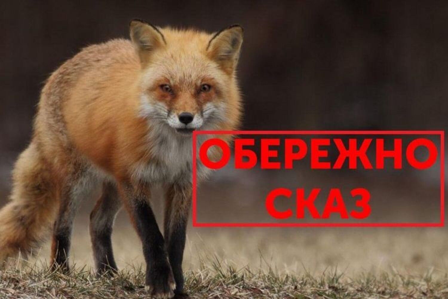 У мертвої тварини на Кiровоградщинi виявили сказ