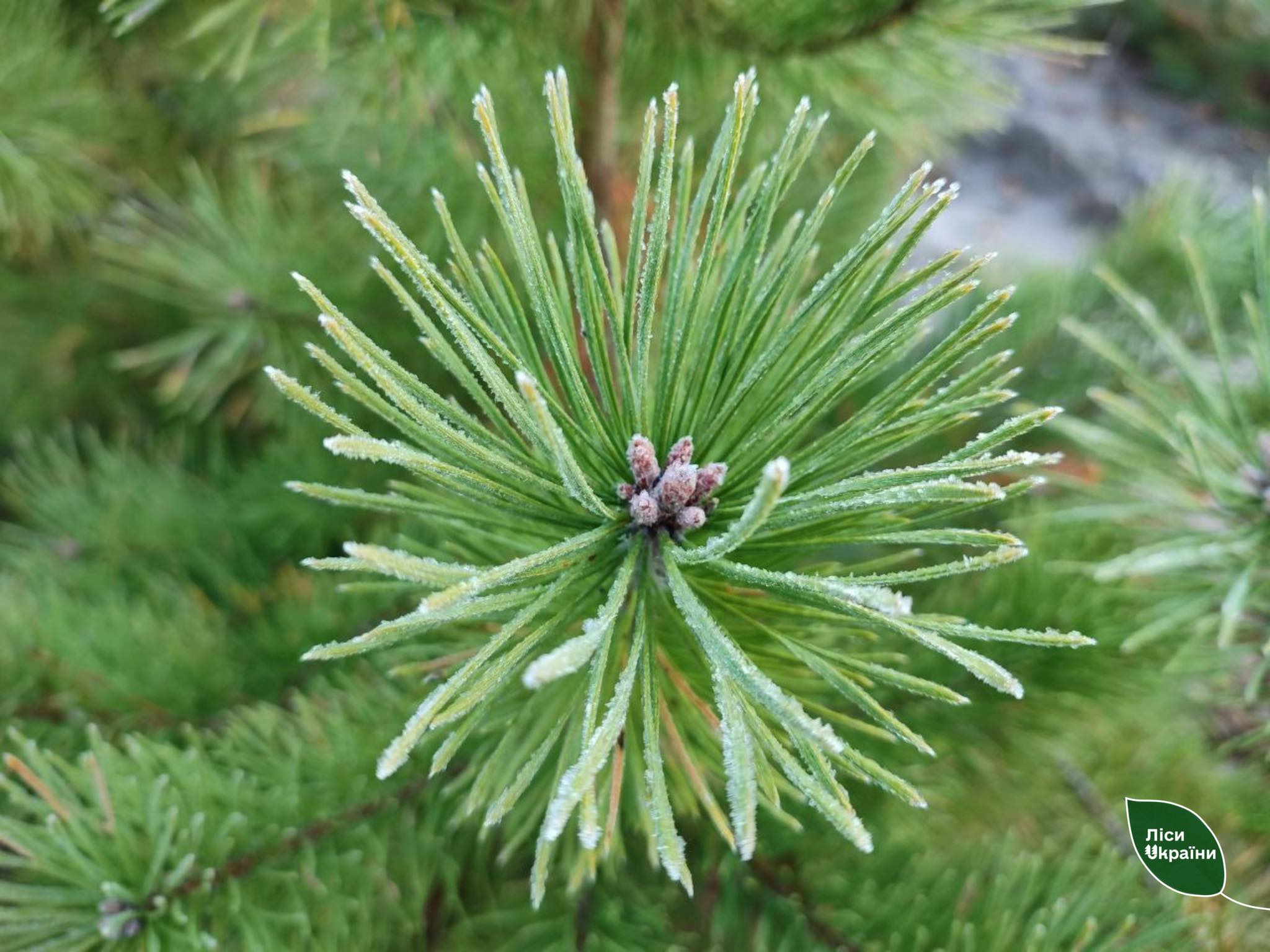 Лiсiвники Кiровоградщини продали найбiльше ялинок в Центральному лiсовому офiсі