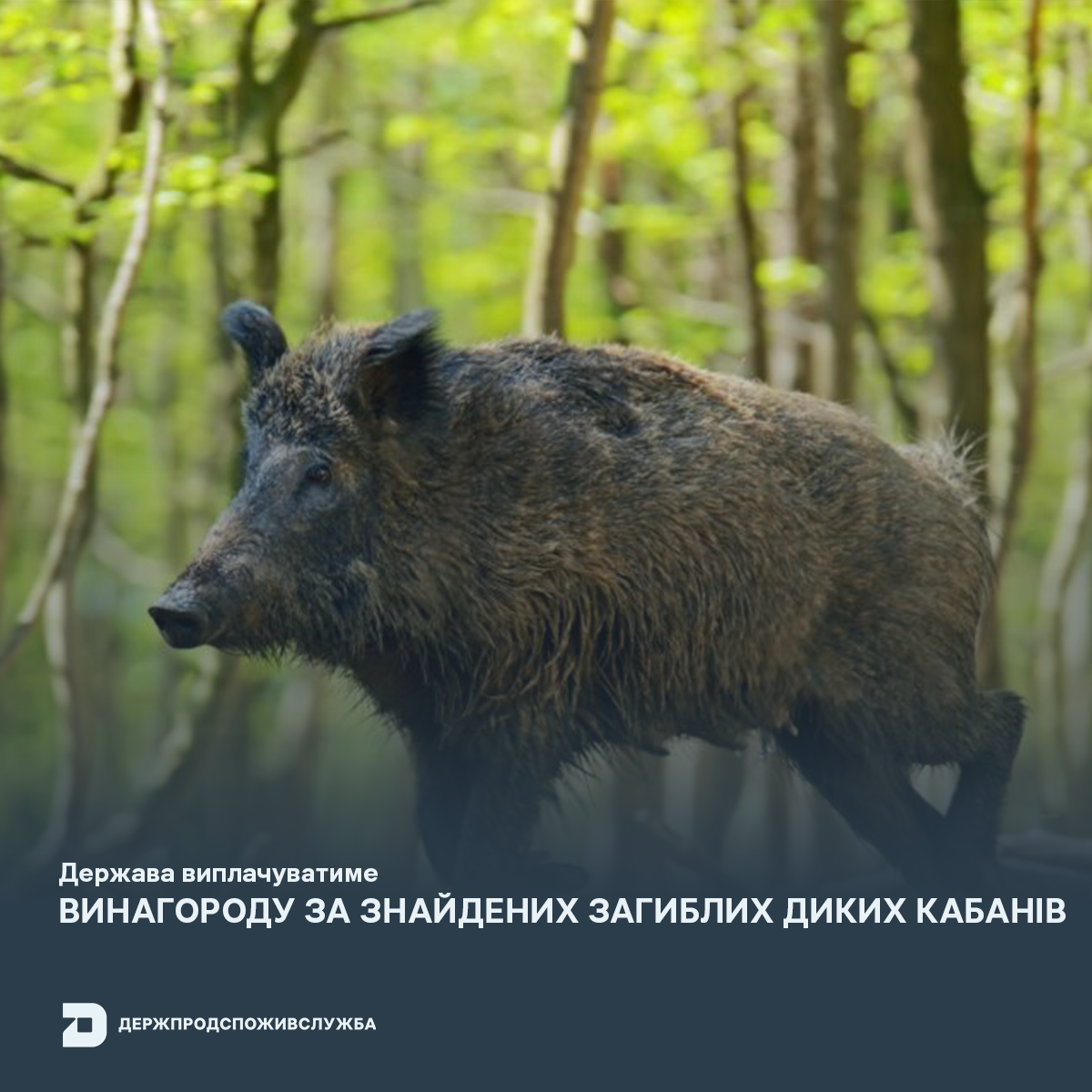 Жителям Кiровоградщини виплачуватиме винагороду за знайдених загиблих диких кабанiв