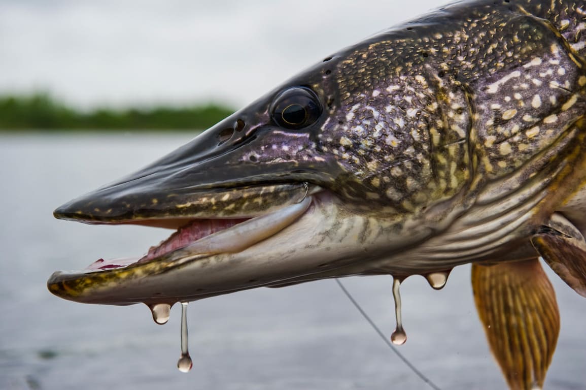 На Кiровоградщинi запроваджується заборона на вилов щуки