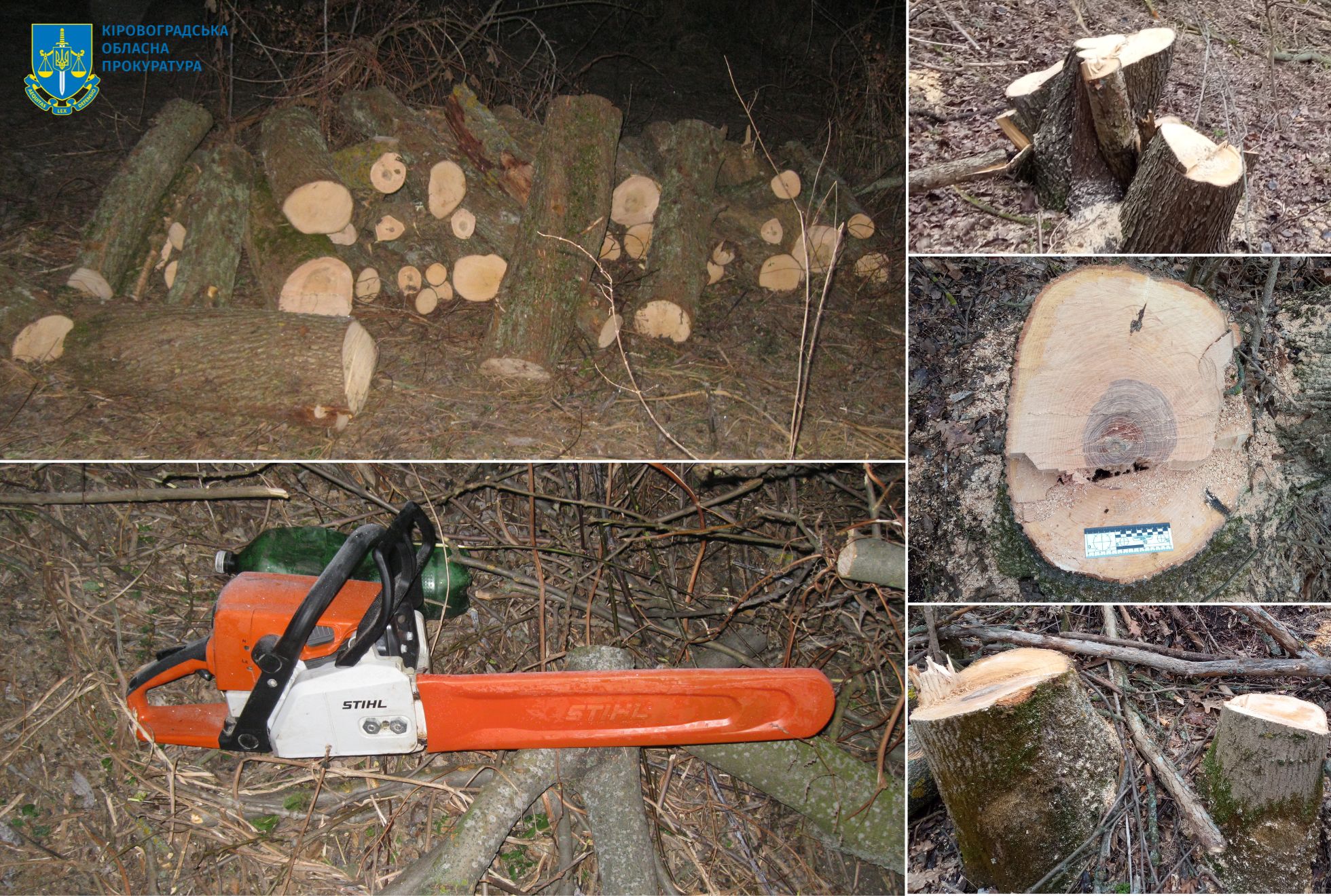 Житель Кіровоградщини напиляв дерев на 200 тисяч гривень