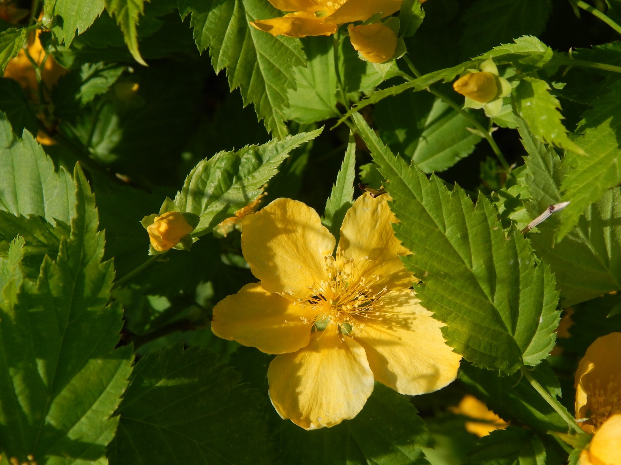 На Кіровоградщині продають декоративний садибний матеріал