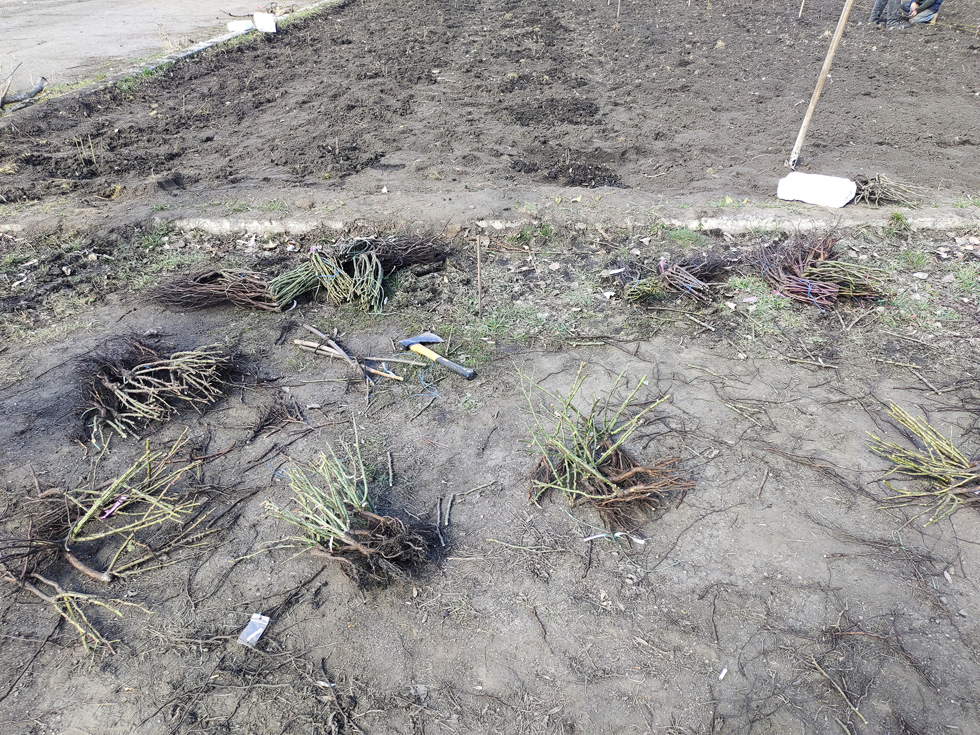 В громадi на Кiровоградщинi висадили алею троянд, на честь захисникiв