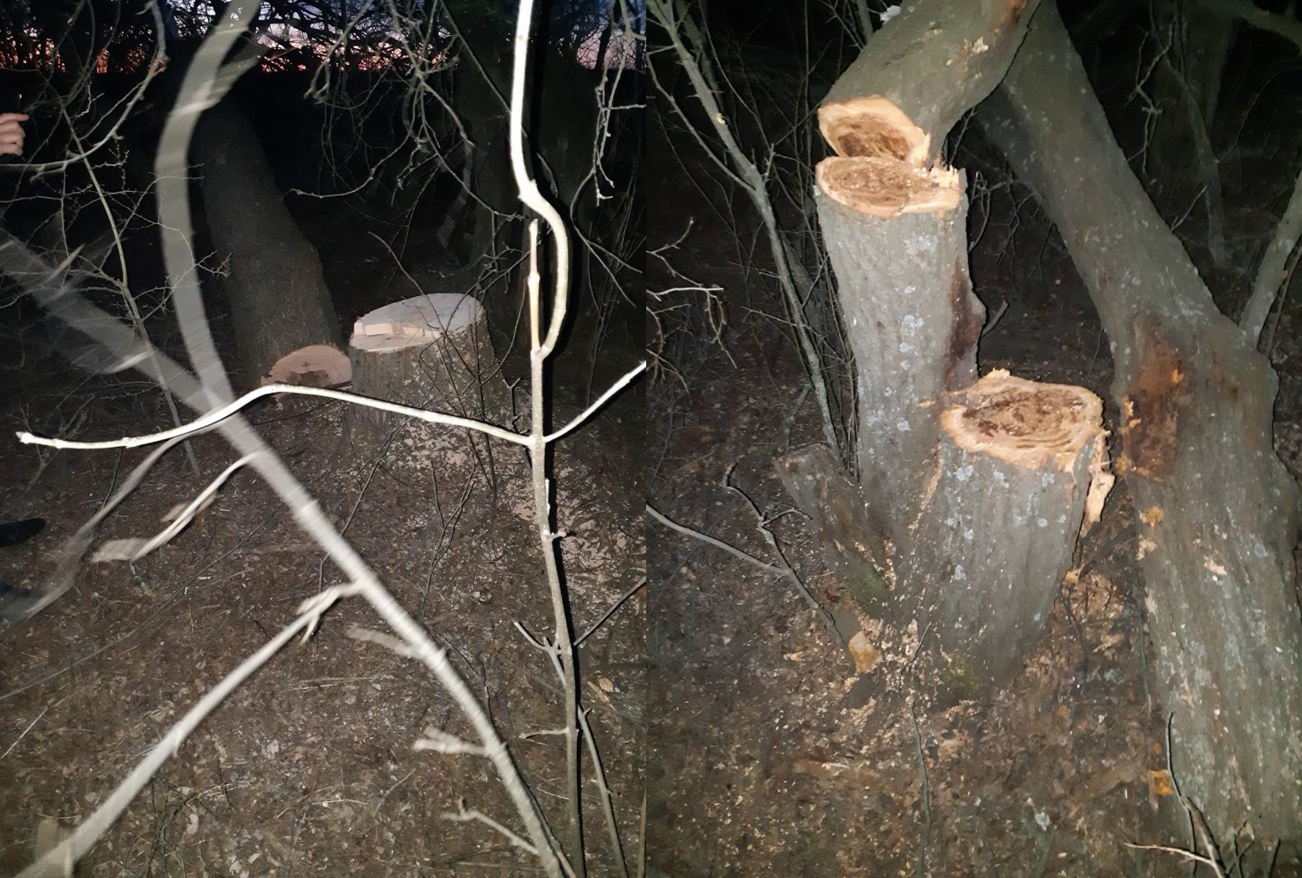 Житель Кіровоградщини напиляв дерев на понад 80 тисяч гривень