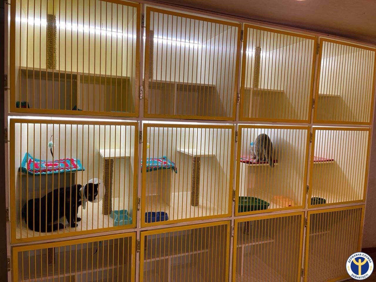 Кропивничанка вiдкрила зооготель для хвостатих улюбленцiв