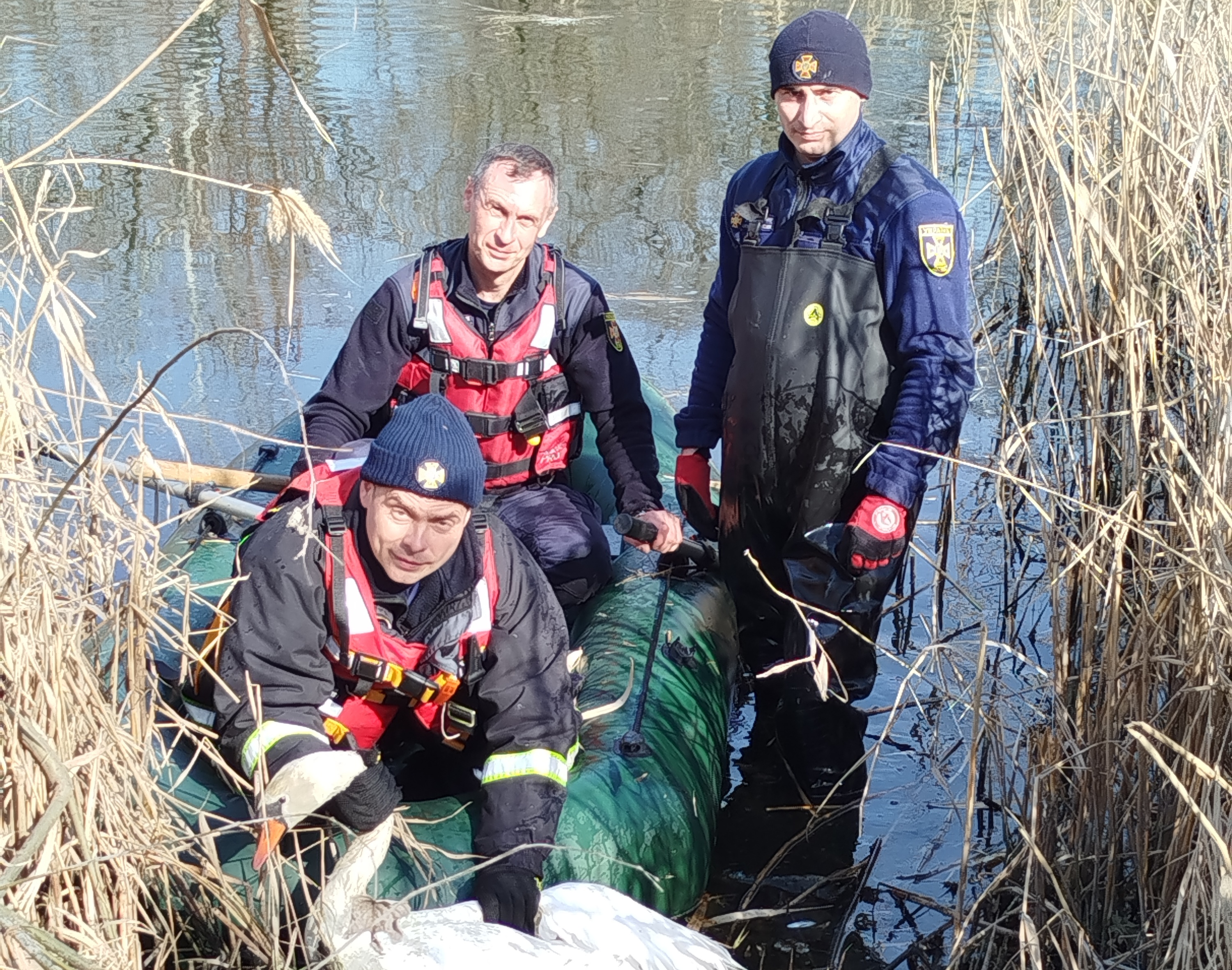 У Кропивницькому врятували лебедя