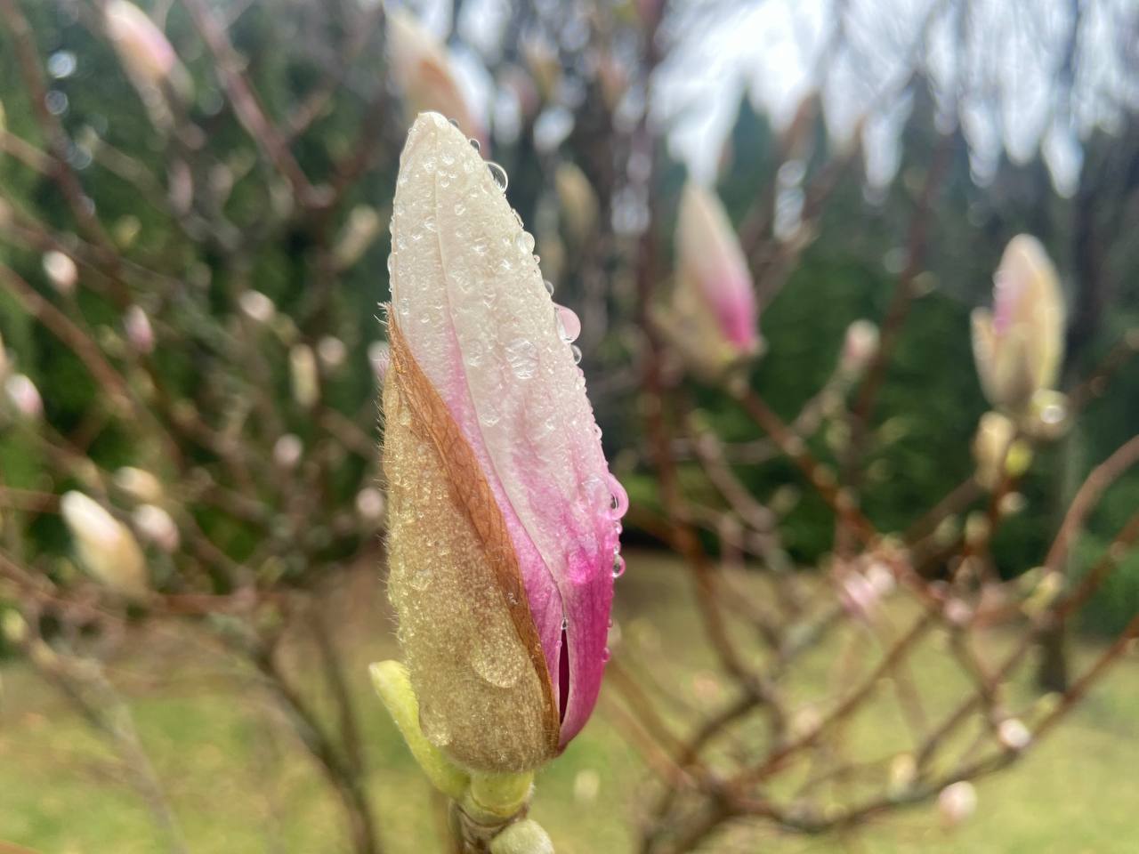 Весняний Кропивницький в краплях дощу (ФОТО)