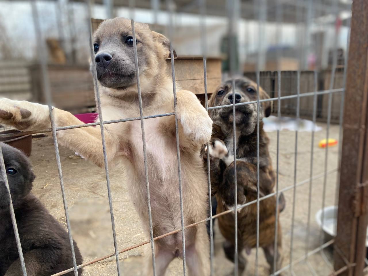 Cтуденти Кропивницького допомогли притулку для тварин