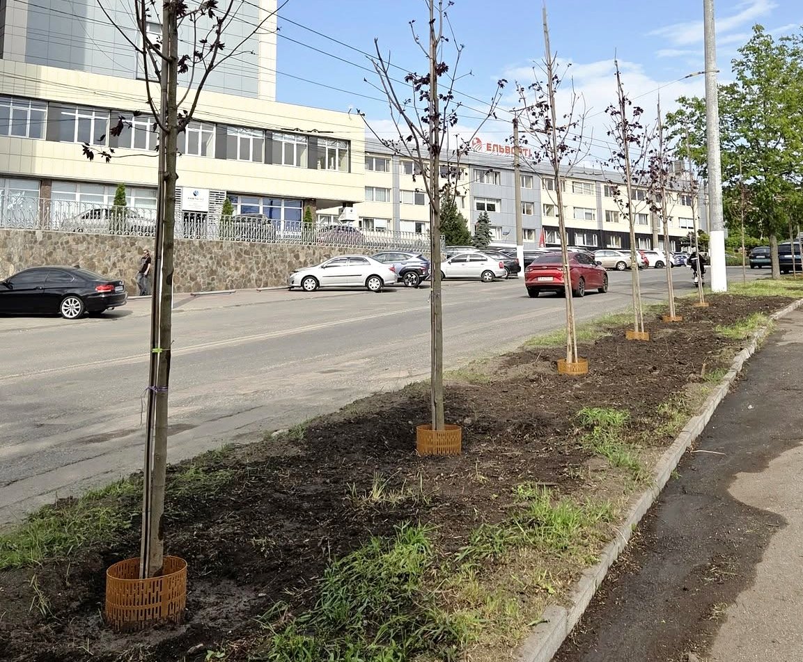 У Кропивницькому завершили озеленення вулиці Євгена Чикаленка