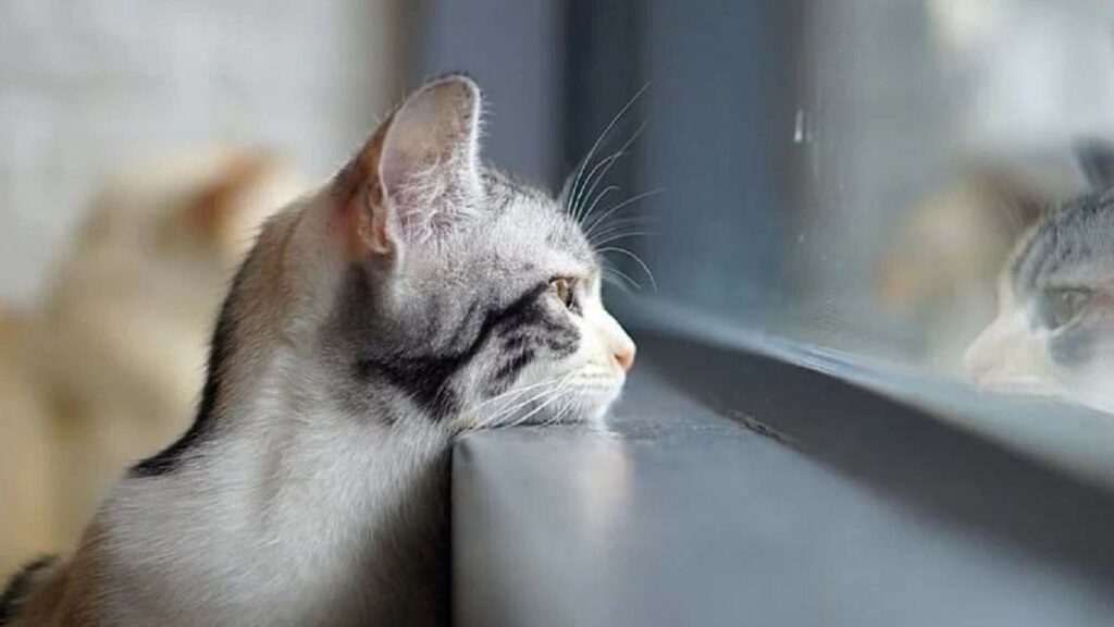 Нa дорогах Кіровогрaдщини завтра сильна ожеледиця