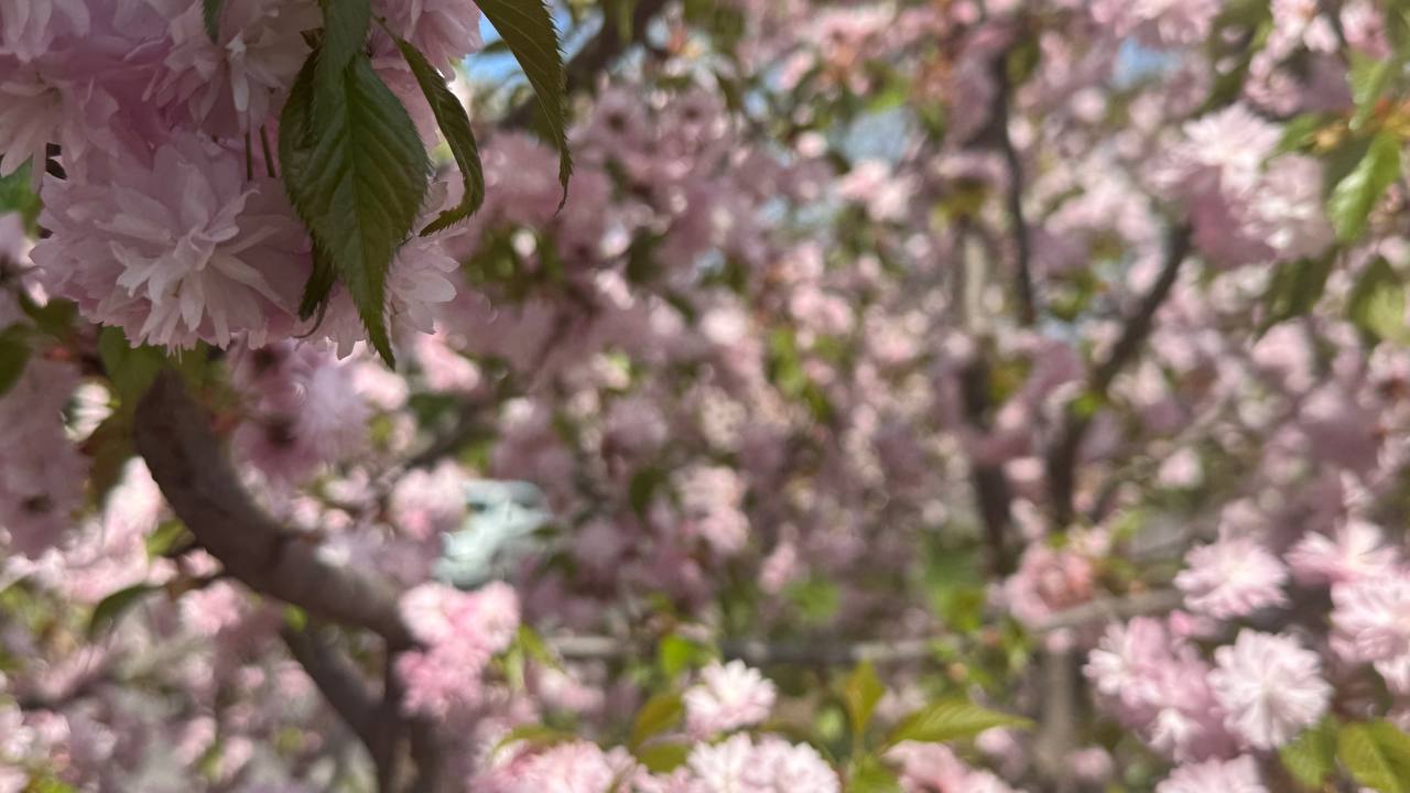 Прогноз погоди на 23 квітня по Кіровоградщині