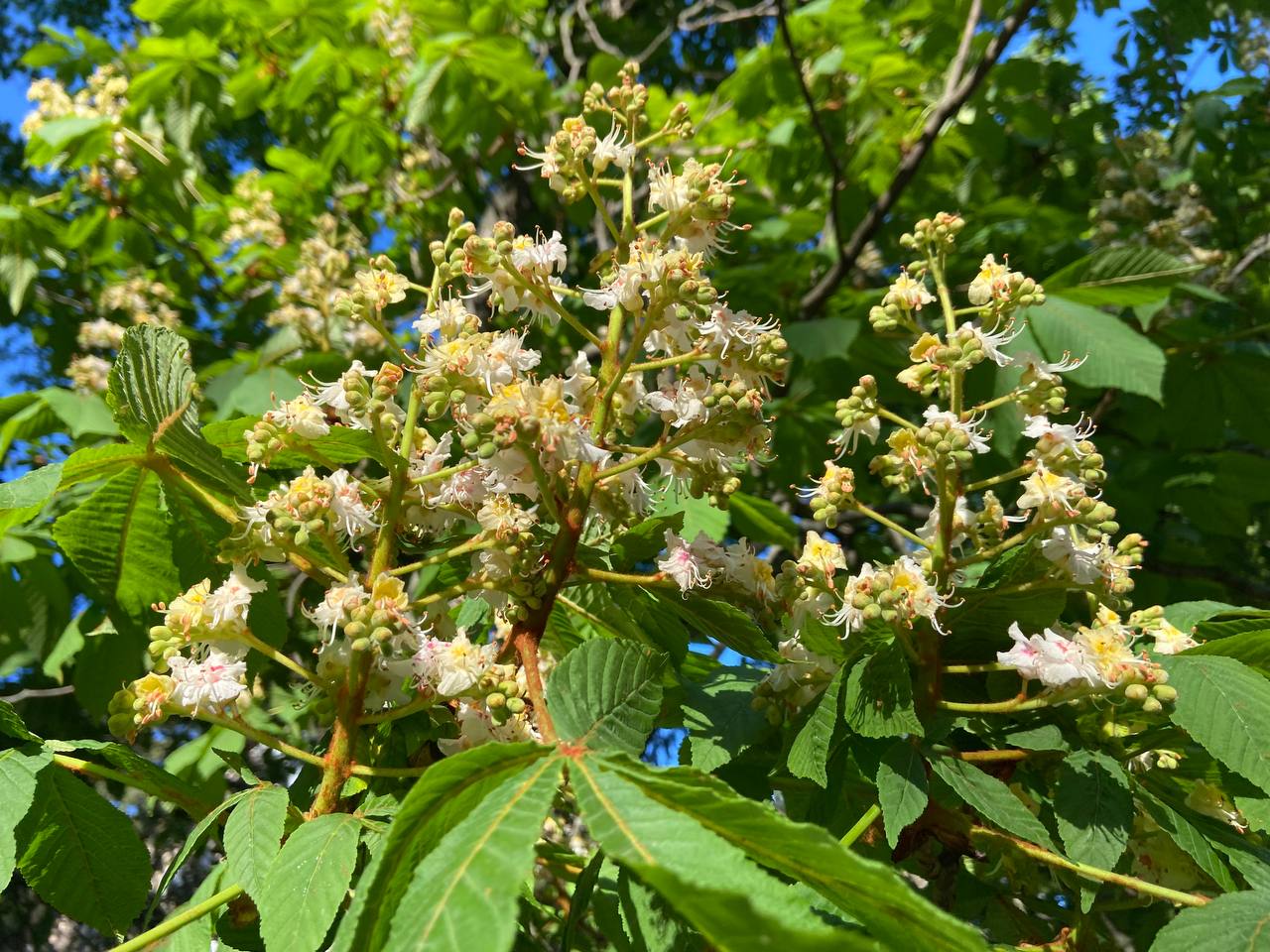 Прогноз погоди на 15 травня по Кіровоградщині