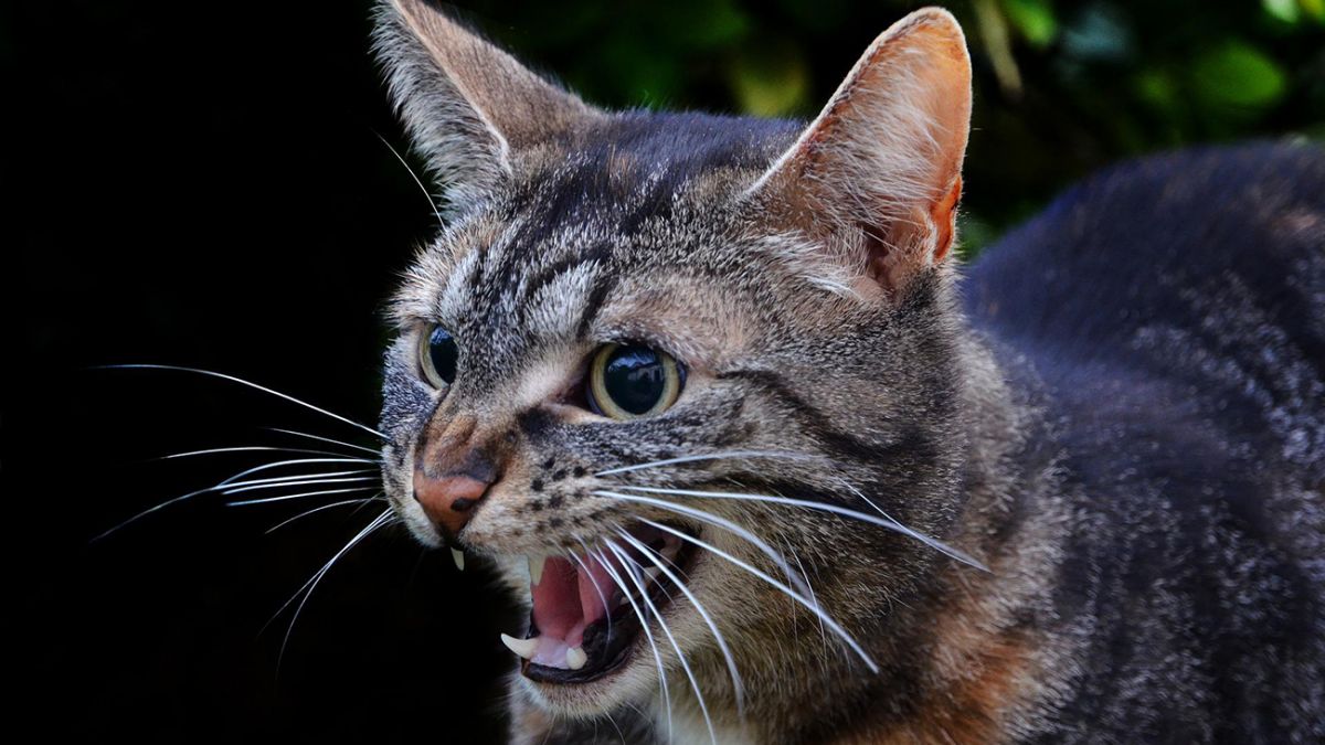 Хворих сказом тварин на Кiровоградщинi побiльшало