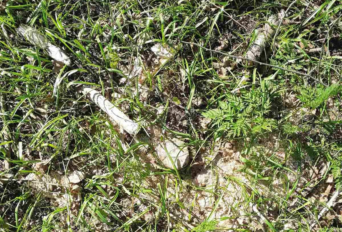 У заказнику на Кіровоградщині знищили дерева