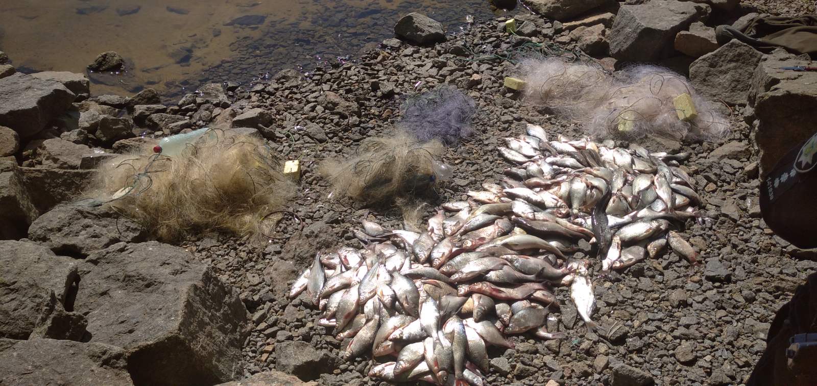 Невiдомi наловили сiтками майже 60 кiлограмiв риби на Кiровоградщинi