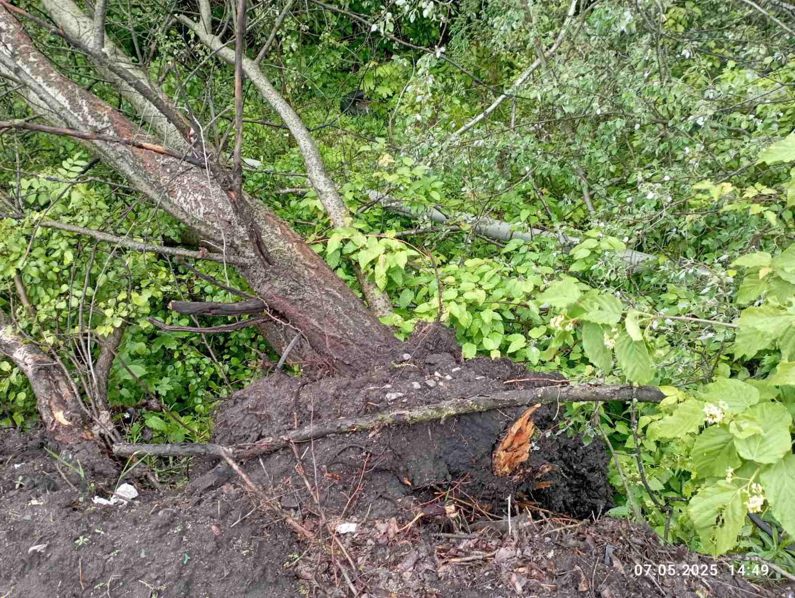 Невiдомi знищили важкою технiкою дерева на Кiровоградщинi
