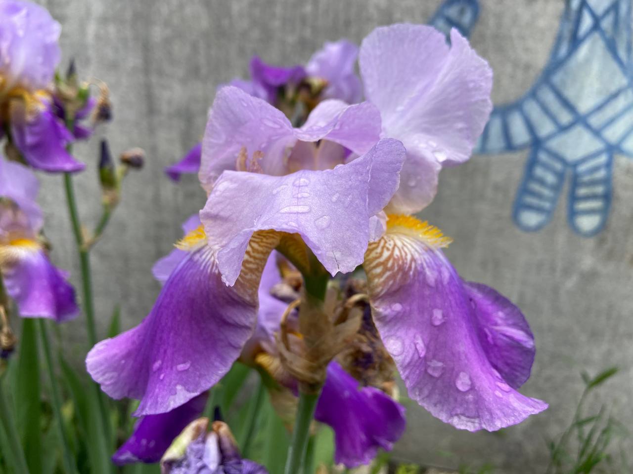 У двориках Кропивницького квітнуть ніжні іриси (ФОТО)