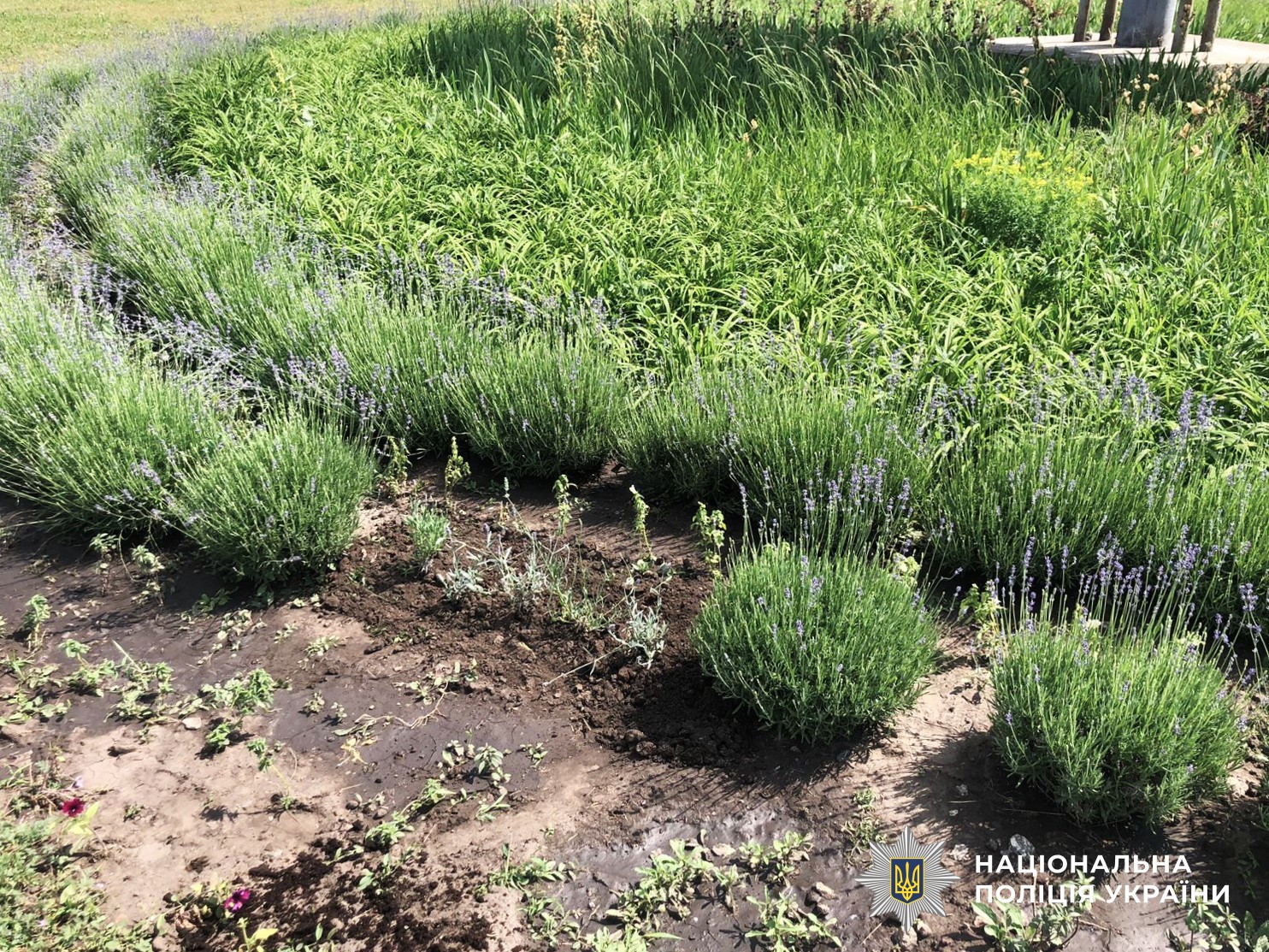 У Кропивницькому чоловiк викрав з клумб лаванду