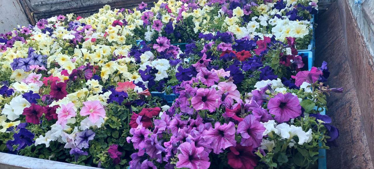 У Кропивницькому висадили двi тисячi подарованих петунiй