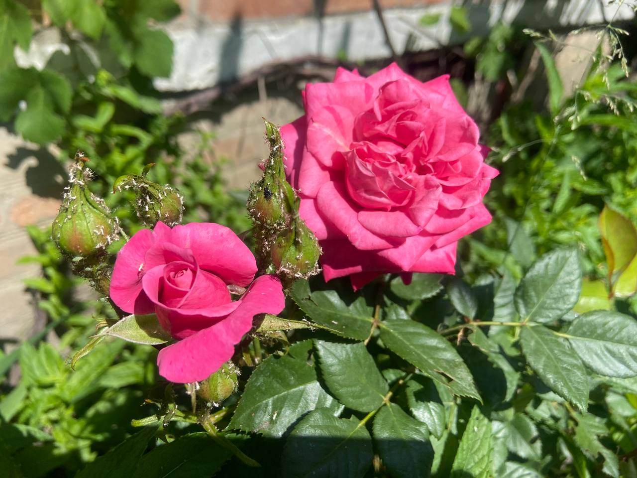 Прогноз погоди на 12 червня по Кіровоградщині