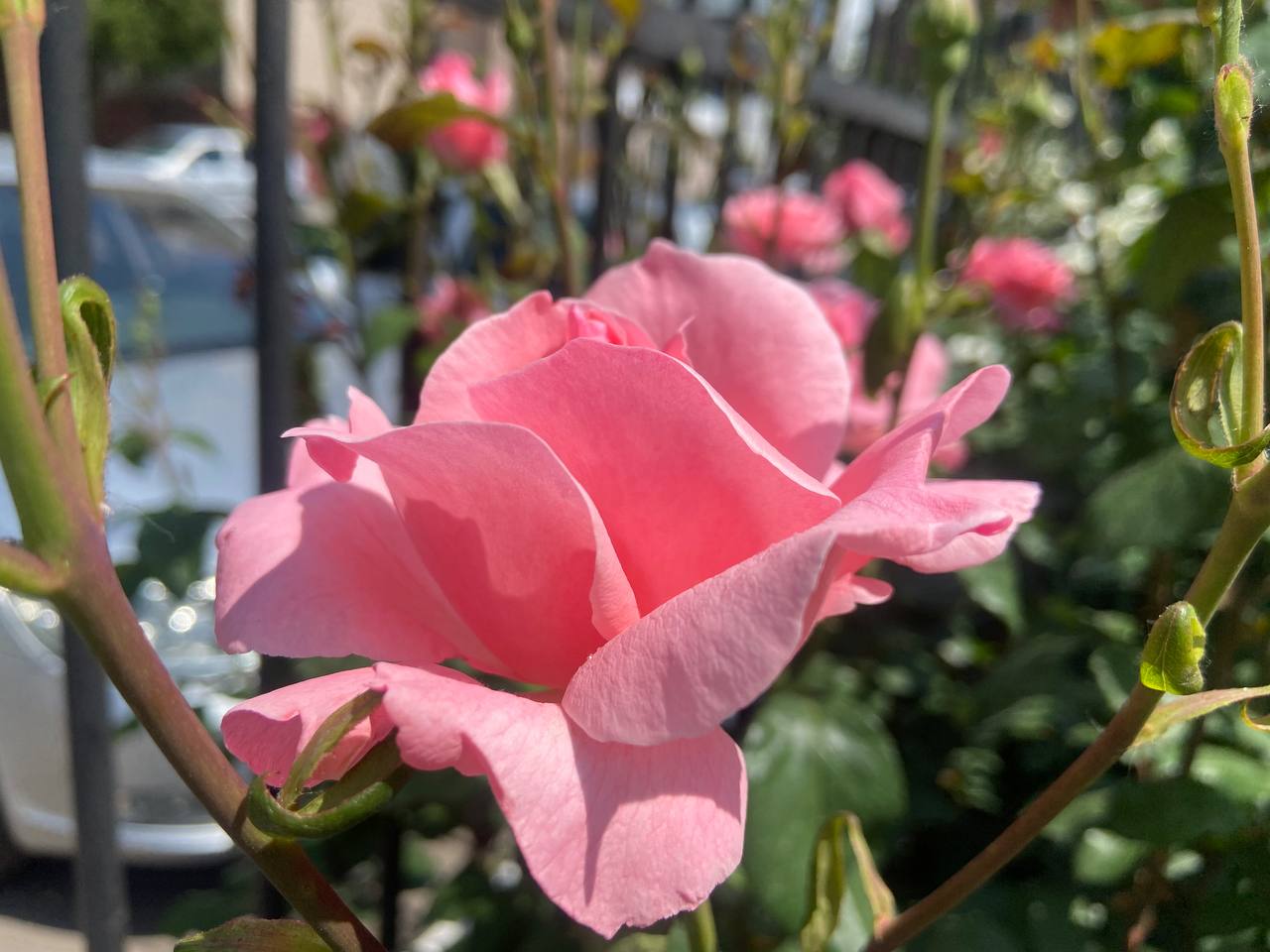 Квіткова симфонія вулиць: Кропивницький розквіт трояндами (ФОТО)