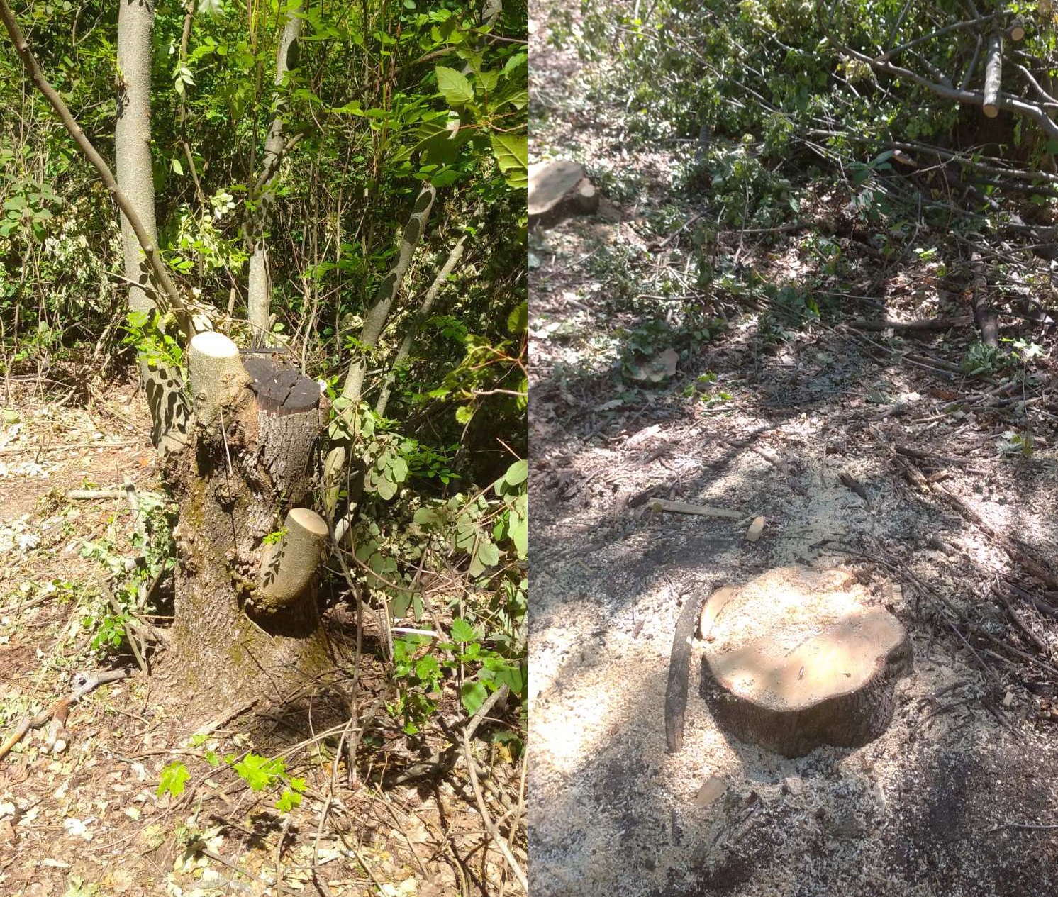 У громаді на Кіровоградщині невідомі знищили дерева