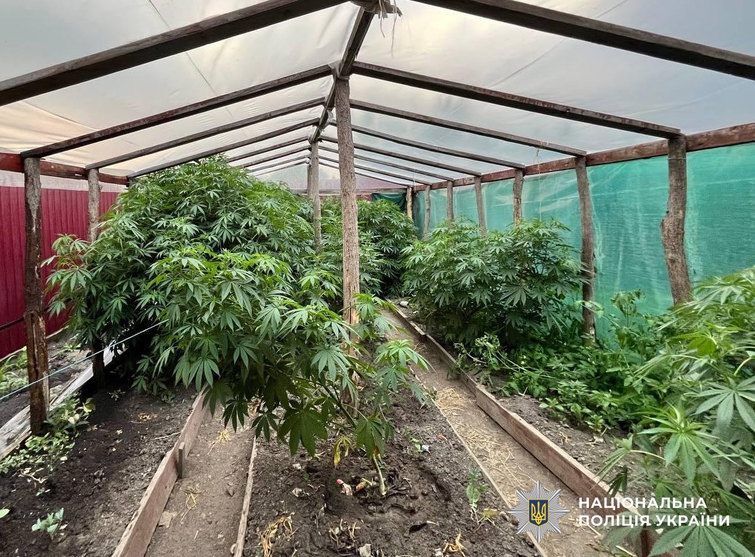 На Кіровоградщині поліцейські виявили у місцевого жителя теплицю з коноплями