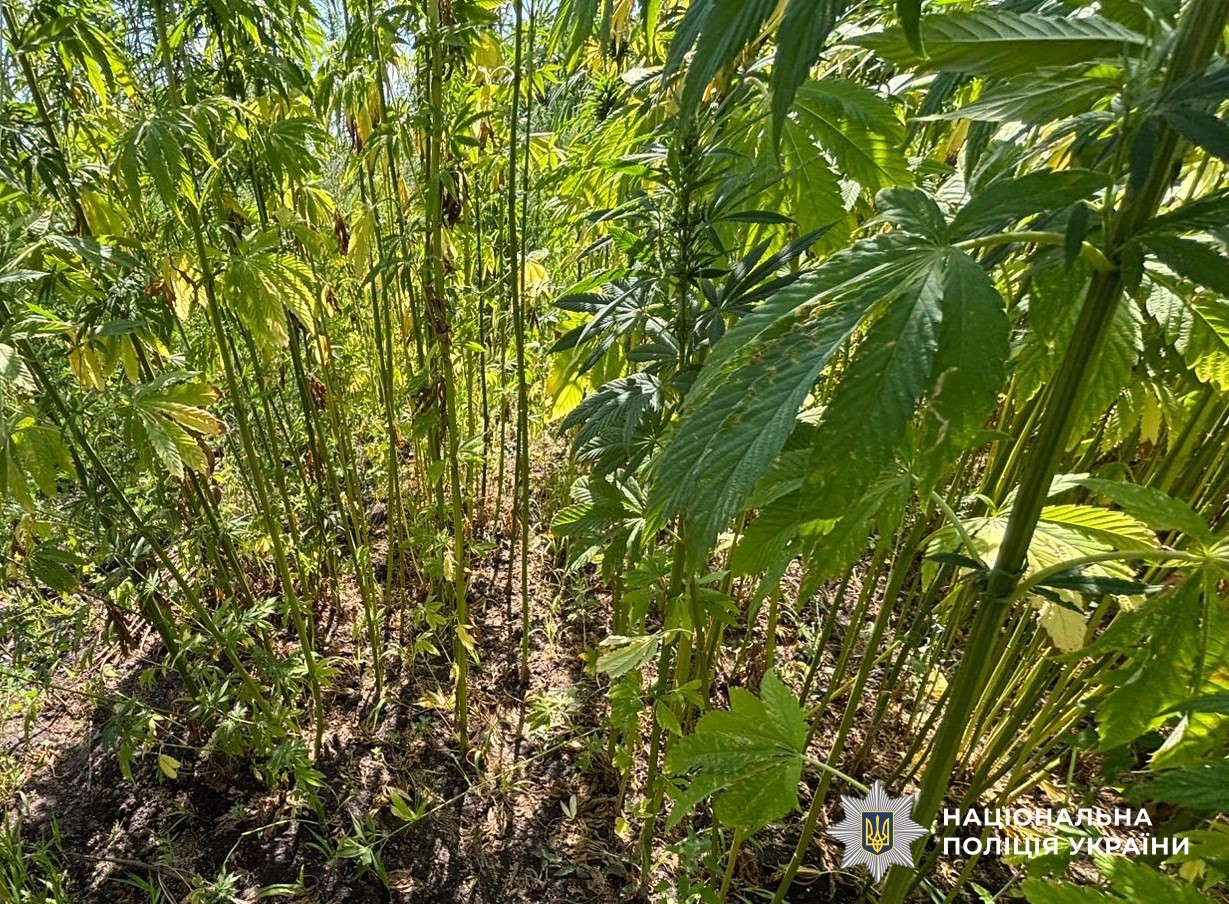 На Кіровоградщині викрили п’ятьох наркоторговців