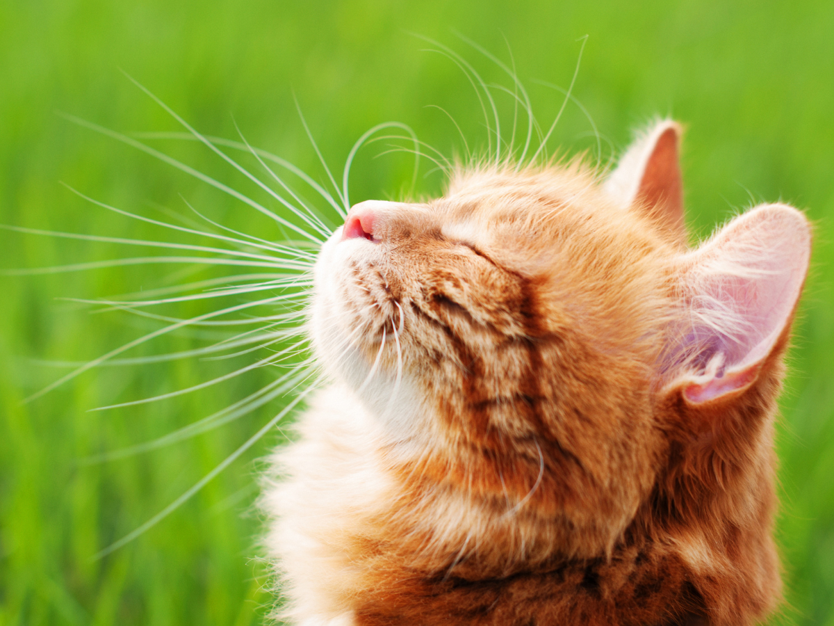 Перші серпневі вихідні: спека на півдні, свіжість на заході 