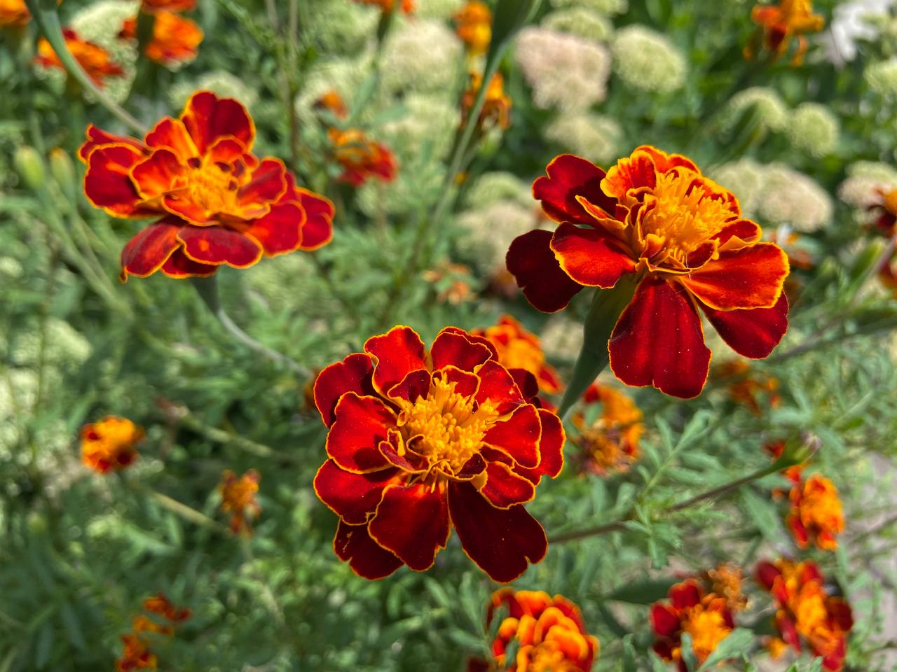 Яскраві барви серед бетону: серпневі квіти Кропивницького (ФОТО)