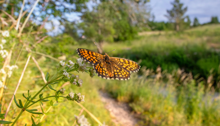 Прогноз погоди на 14 серпня по Кіровоградщині