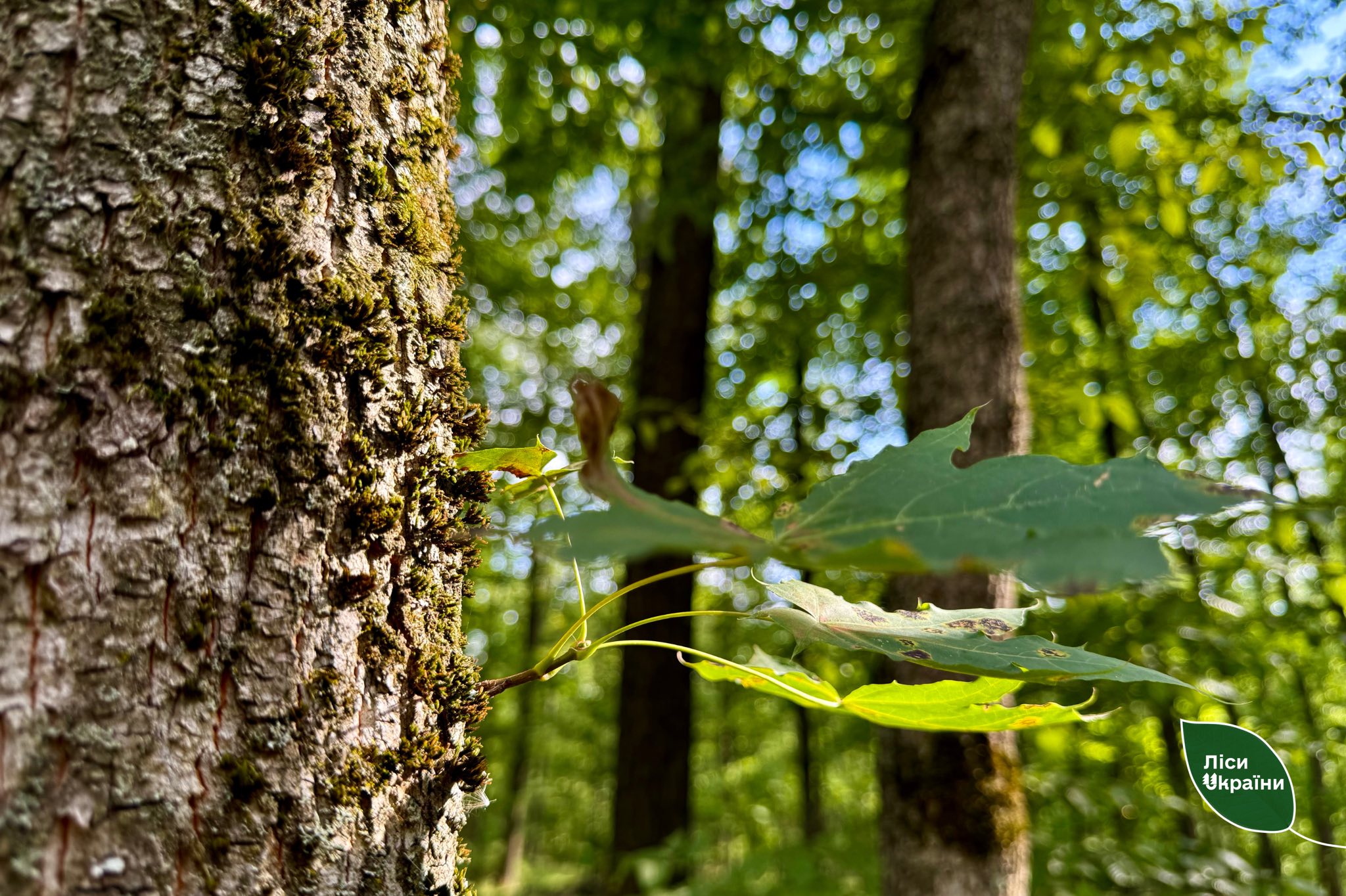 На Кіровоградщині планують створити новий національний природний парк