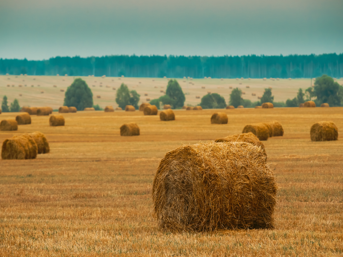 Серпневі вихідні: тепло й літні контрасти