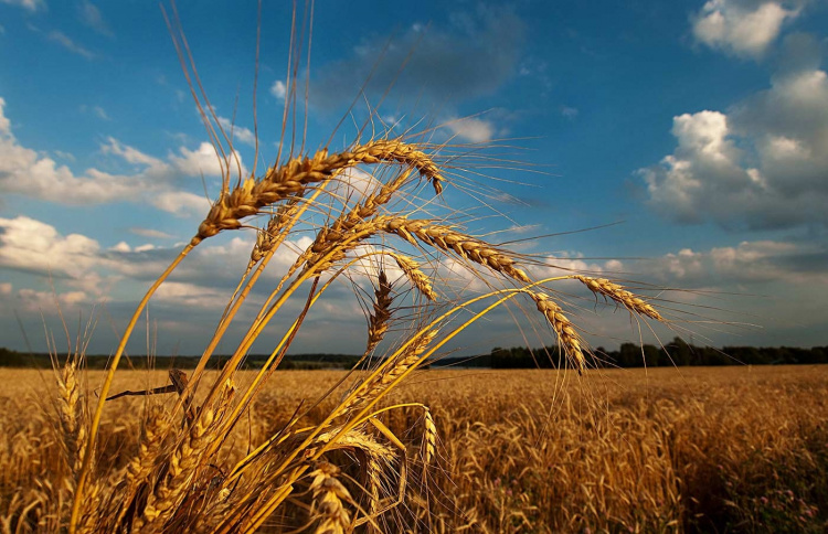 28 серпня на Кіровоградщині буде хмарно