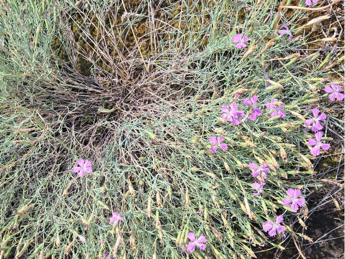 Червонокнижну рослину знайшли в степах Кiровоградщини