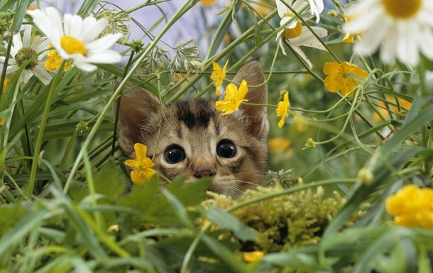 Прогноз погоди на 15 серпня по Кіровоградщині